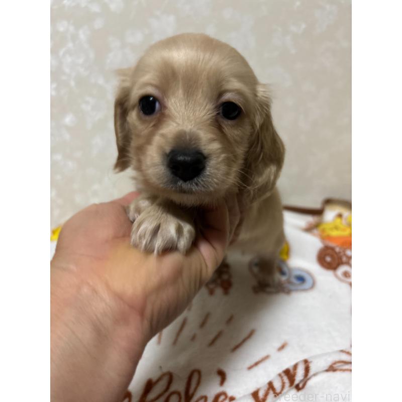 販売中の大分県のカニンヘンダックスフンド(ロングヘアード)-453119の8枚目