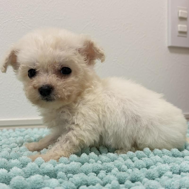 販売中の三重県のビションフリーゼ-453116の4枚目