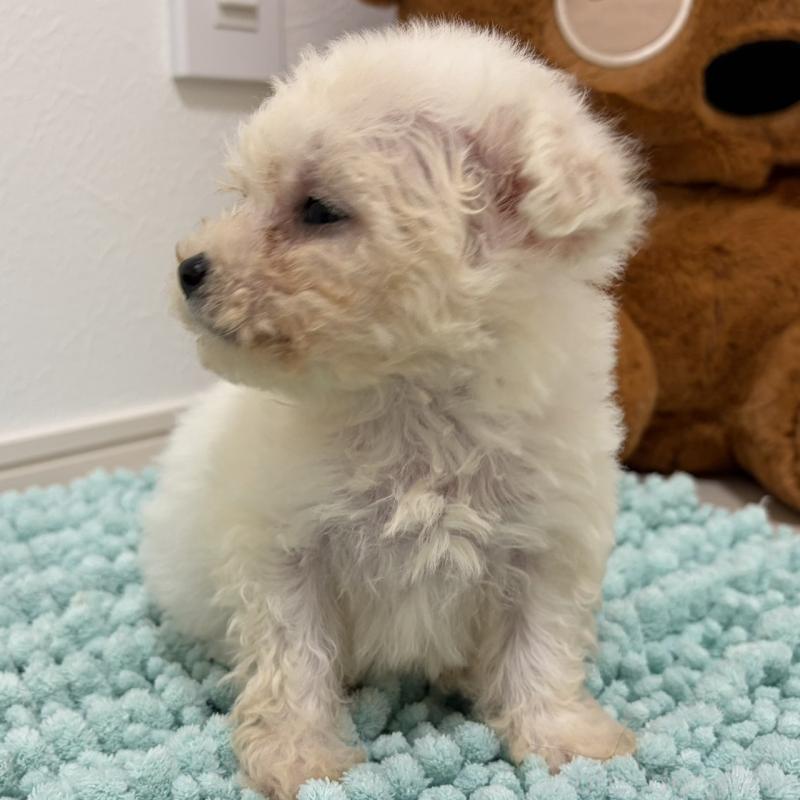 販売中の三重県のビションフリーゼ-453116の3枚目