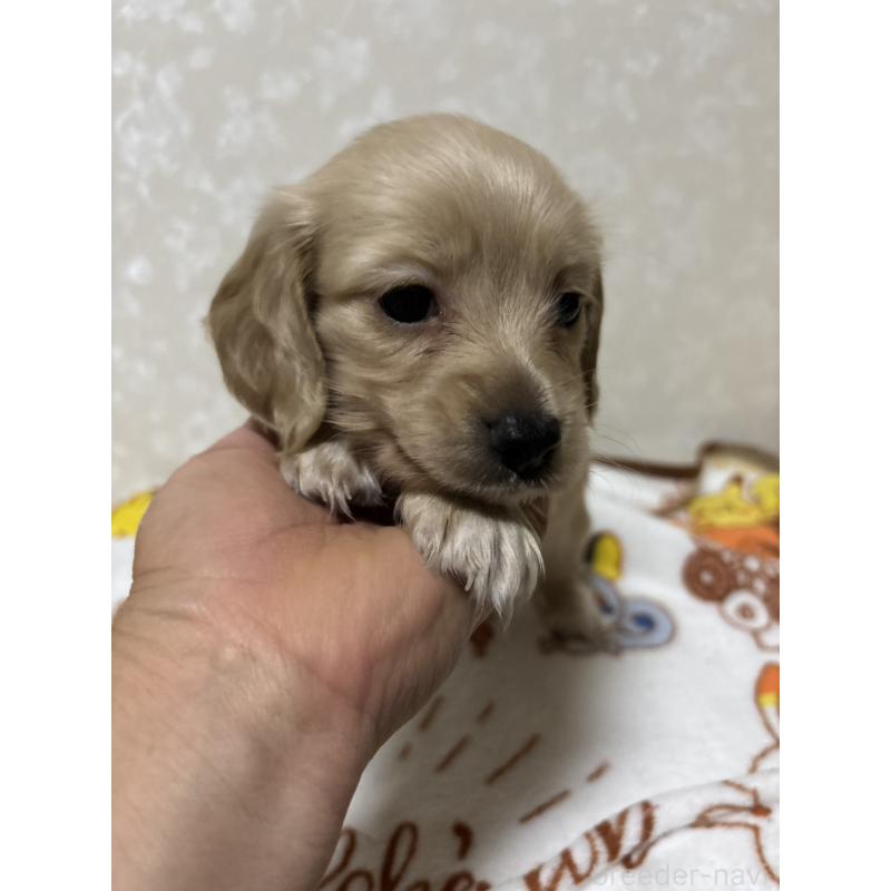 販売中の大分県のカニンヘンダックスフンド(ロングヘアード)-453119の7枚目