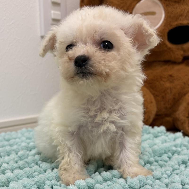 販売中の三重県のビションフリーゼ-453116の2枚目