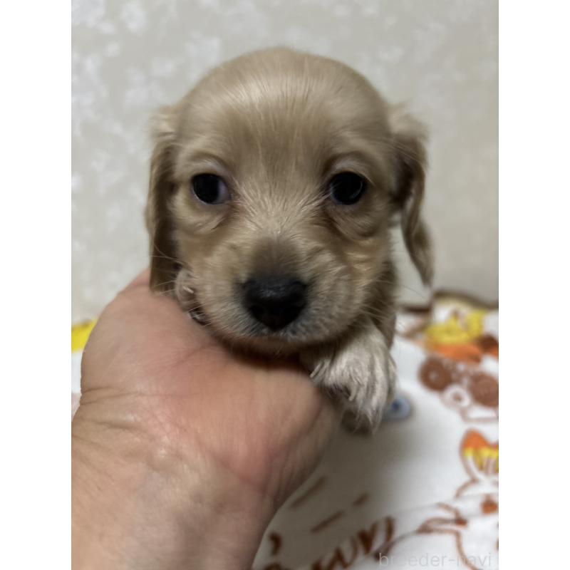 販売中の大分県のカニンヘンダックスフンド(ロングヘアード)-453119の6枚目