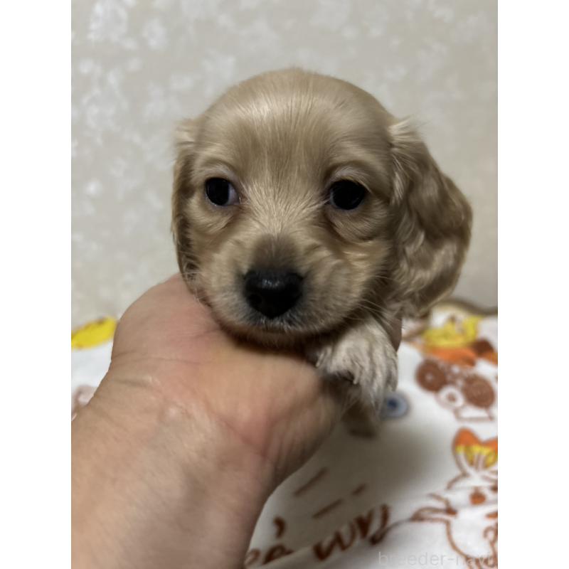 販売中の大分県のカニンヘンダックスフンド(ロングヘアード)-453119の5枚目