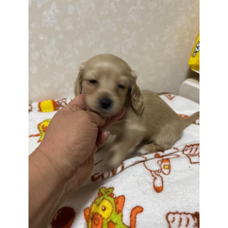 販売中の大分県のカニンヘンダックスフンド(ロングヘアード)-453119の4枚目