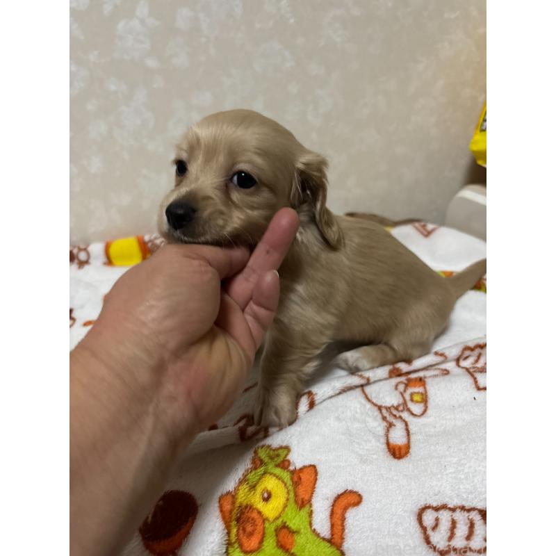 販売中の大分県のカニンヘンダックスフンド(ロングヘアード)-453119の3枚目