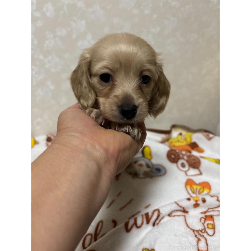 販売中の大分県のカニンヘンダックスフンド(ロングヘアード)-453119の2枚目