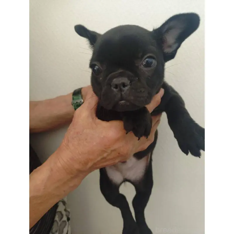 販売中の広島県のフレンチブルドッグ-453117の2枚目