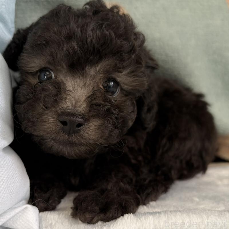 販売中の三重県のタイニープードル-453118の12枚目