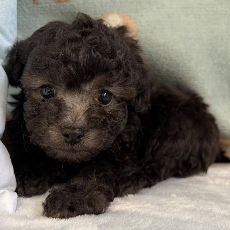 販売中の三重県のタイニープードル-453118の11枚目