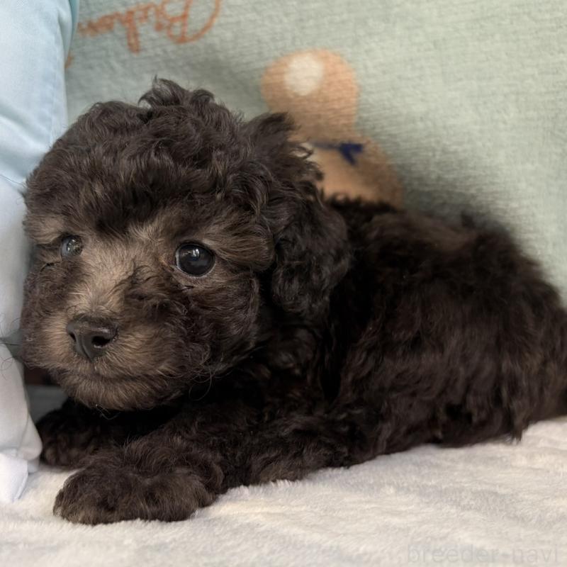 販売中の三重県のタイニープードル-453118の10枚目