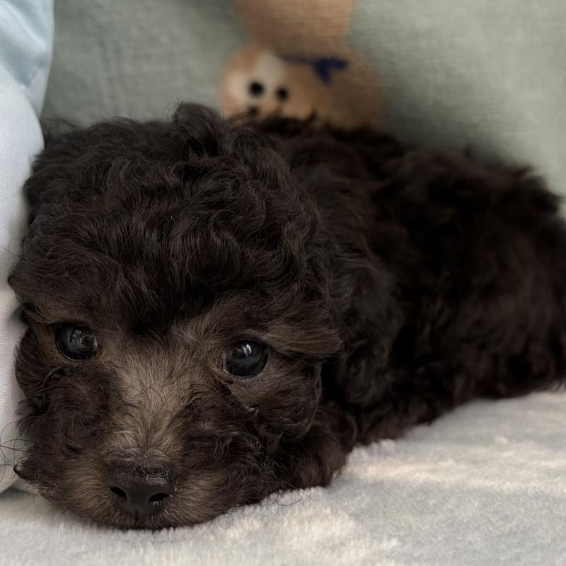 販売中の三重県のタイニープードル-453118の9枚目