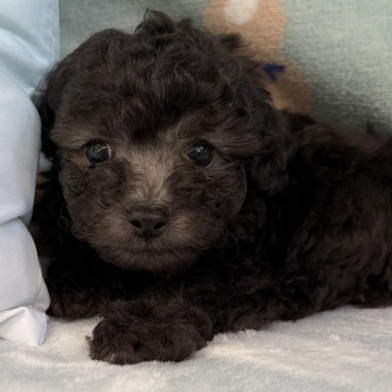 販売中の三重県のタイニープードル-453118の8枚目