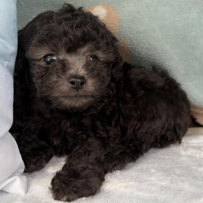 販売中の三重県のタイニープードル-453118の7枚目