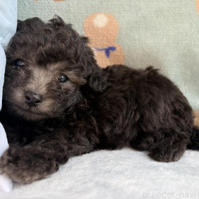 販売中の三重県のタイニープードル-453118の6枚目