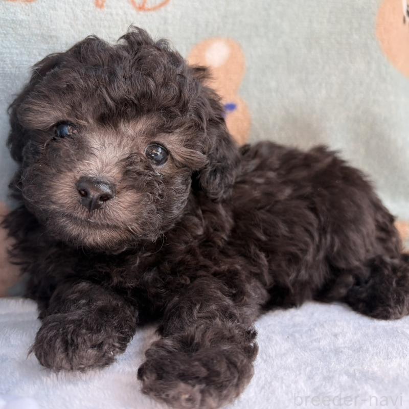 販売中の三重県のタイニープードル-453118の4枚目