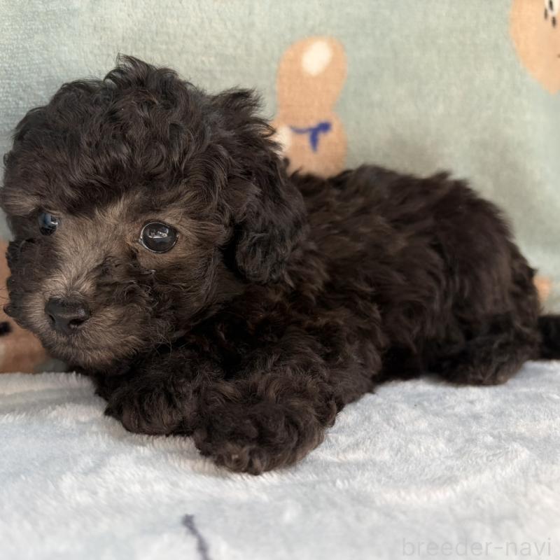 販売中の三重県のタイニープードル-453118の3枚目