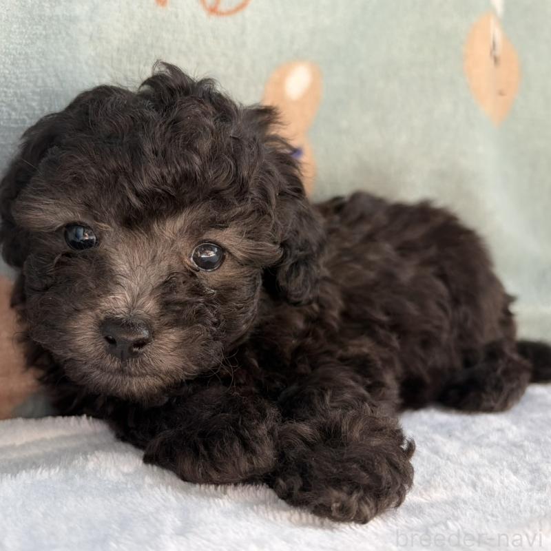 販売中の三重県のタイニープードル-453118の2枚目