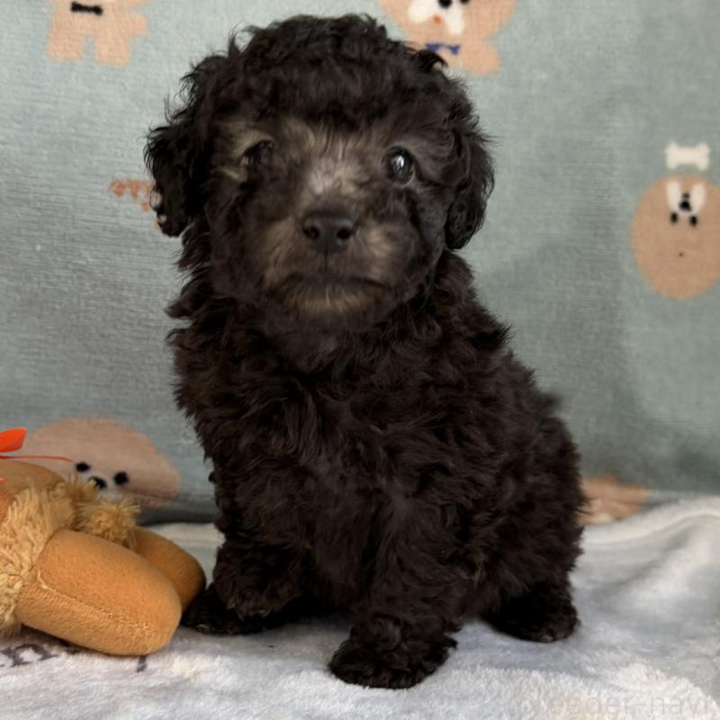 販売中の三重県のタイニープードル-453120の12枚目