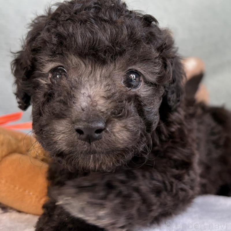 販売中の三重県のタイニープードル-453120の11枚目