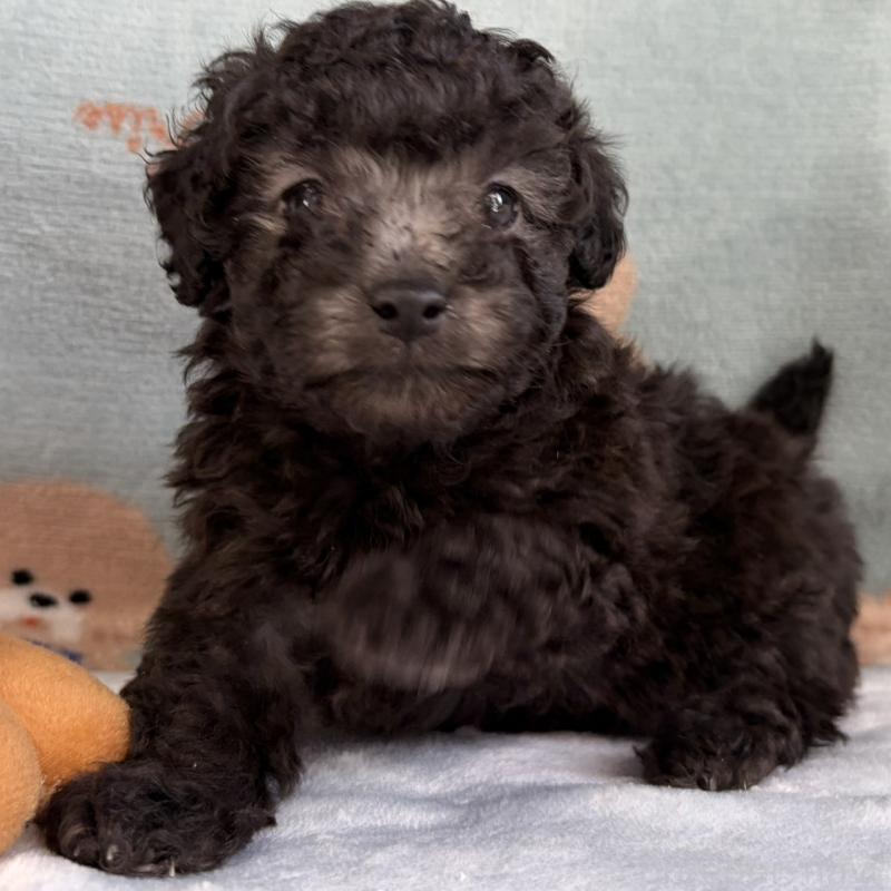 販売中の三重県のタイニープードル-453120の10枚目