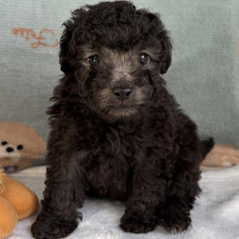 販売中の三重県のタイニープードル-453120の9枚目