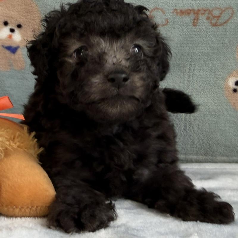 販売中の三重県のタイニープードル-453120の8枚目