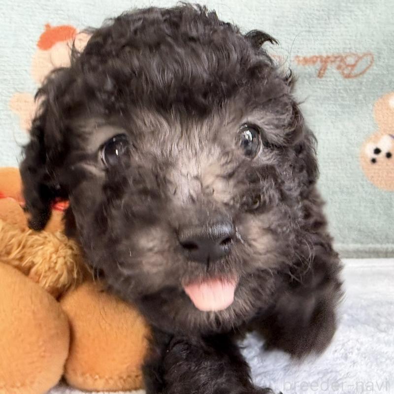 販売中の三重県のタイニープードル-453120の7枚目