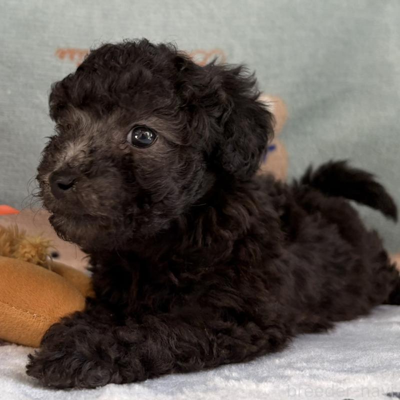 販売中の三重県のタイニープードル-453120の6枚目