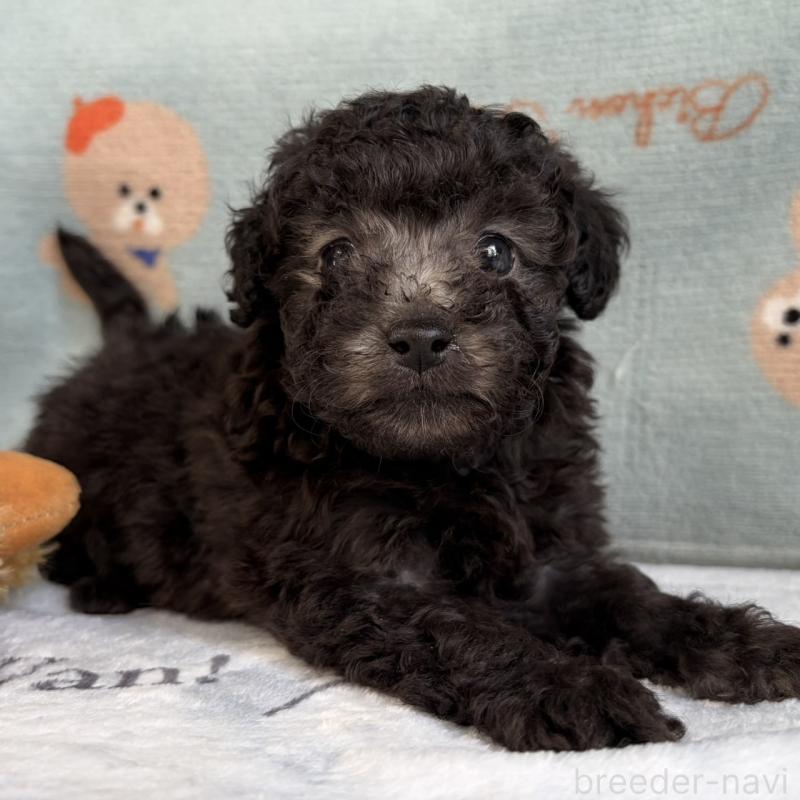 販売中の三重県のタイニープードル-453120の5枚目