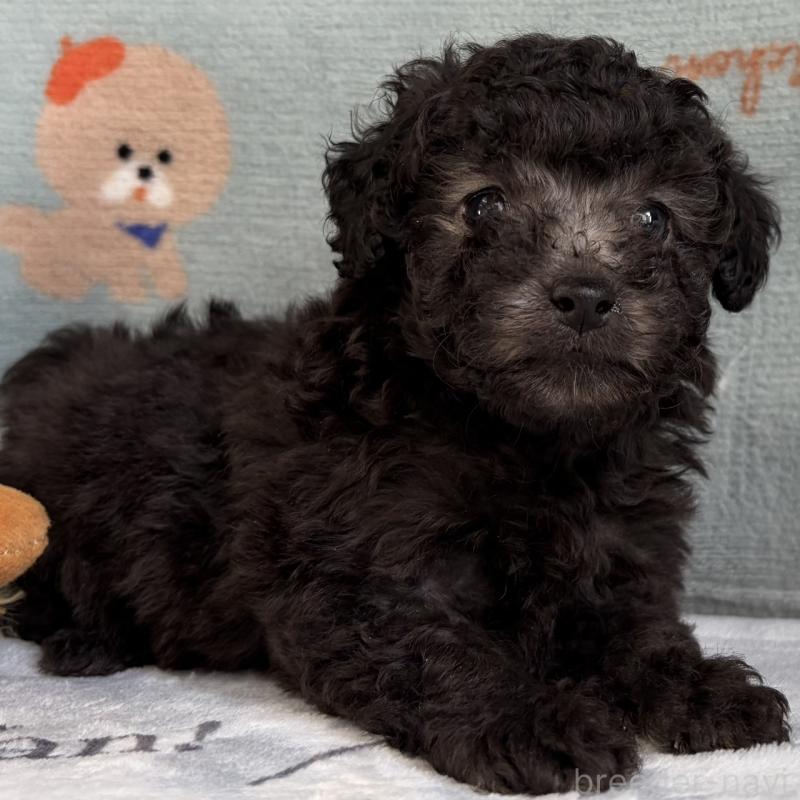 販売中の三重県のタイニープードル-453120の4枚目