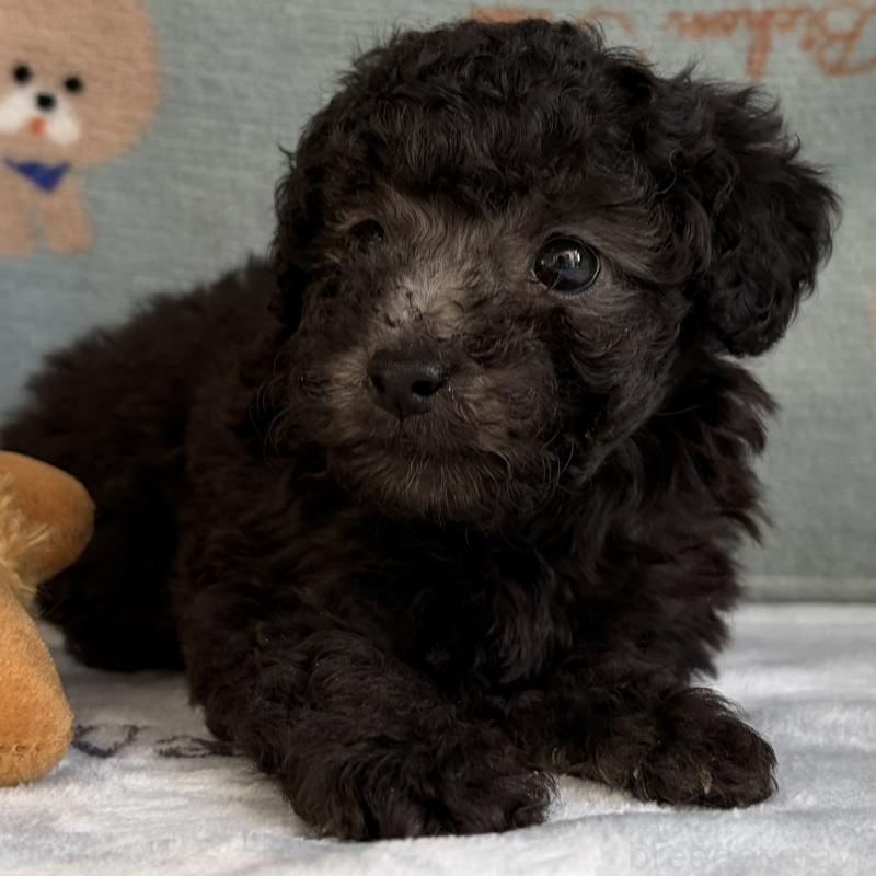 販売中の三重県のタイニープードル-453120の3枚目