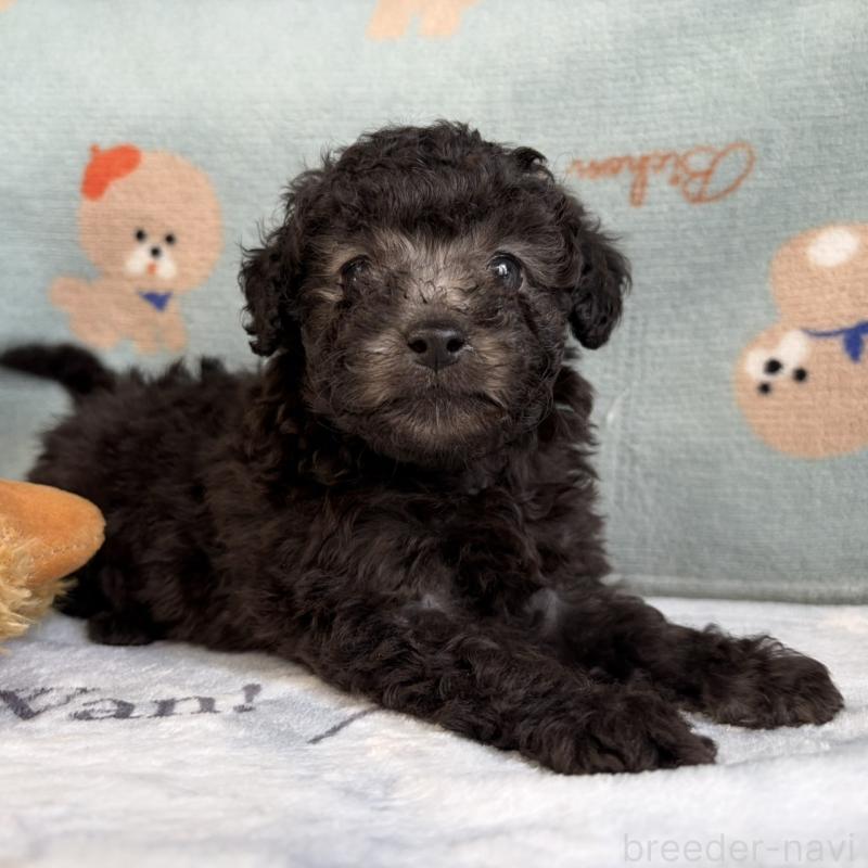 販売中の三重県のタイニープードル-453120の2枚目