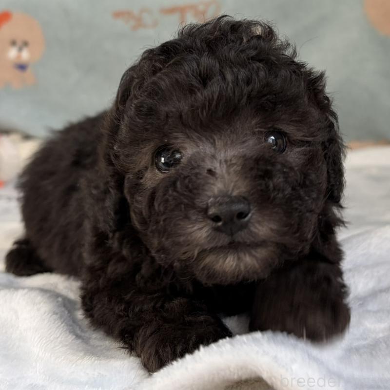 販売中の三重県のタイニープードル-453121の13枚目