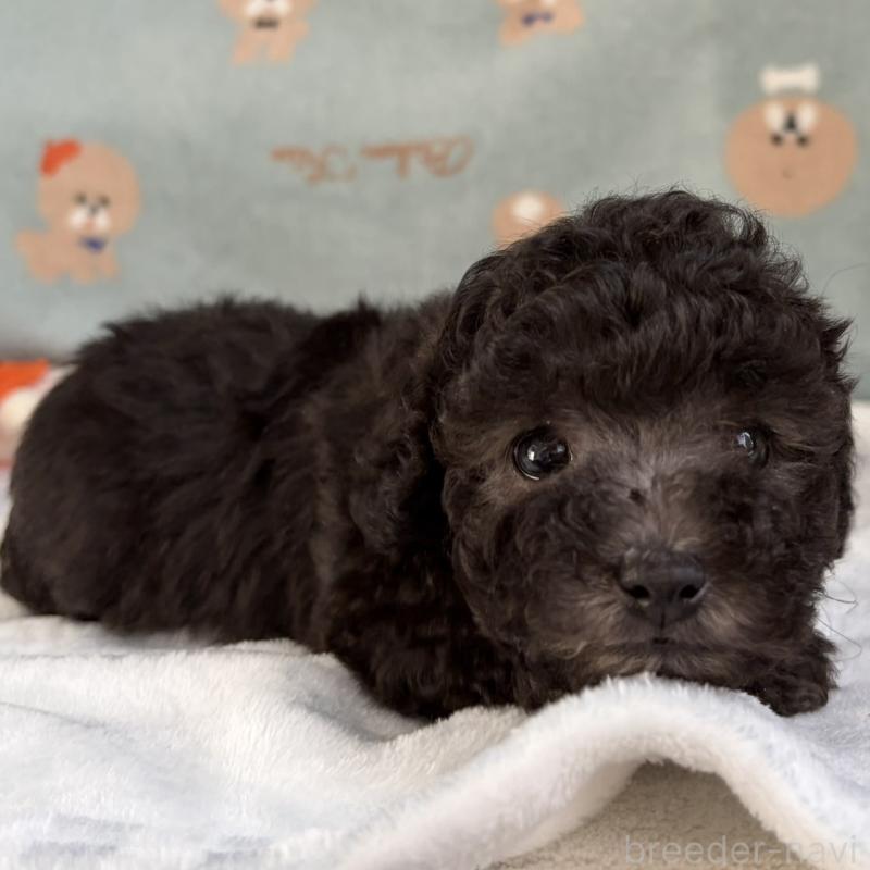 販売中の三重県のタイニープードル-453121の12枚目