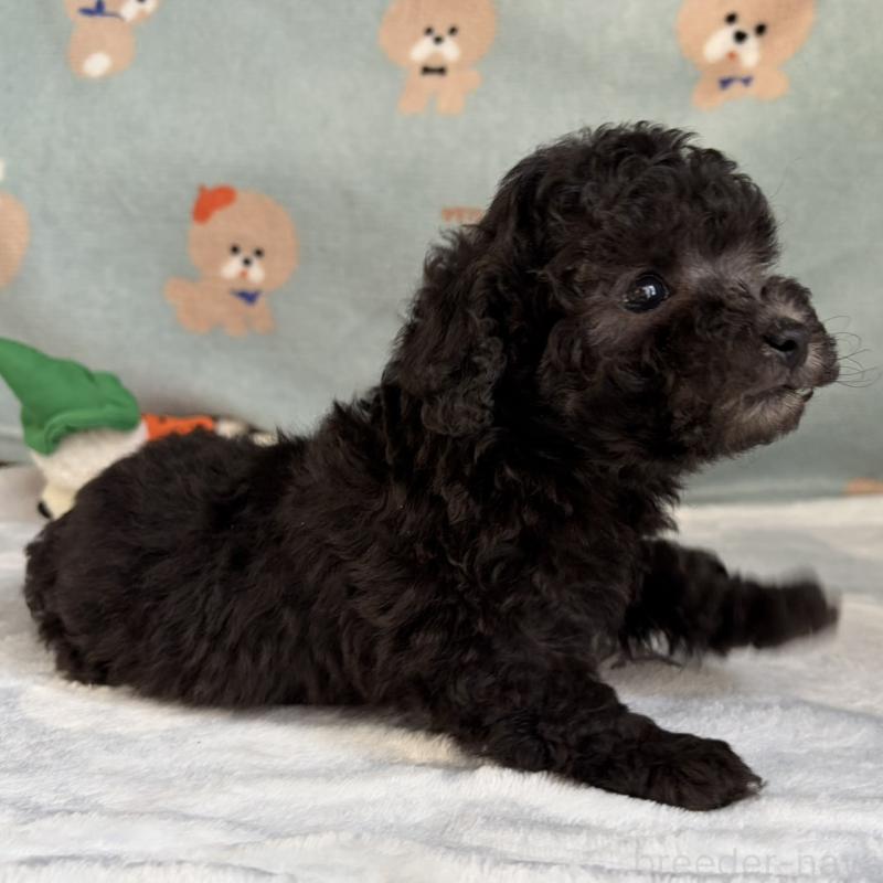 販売中の三重県のタイニープードル-453121の11枚目