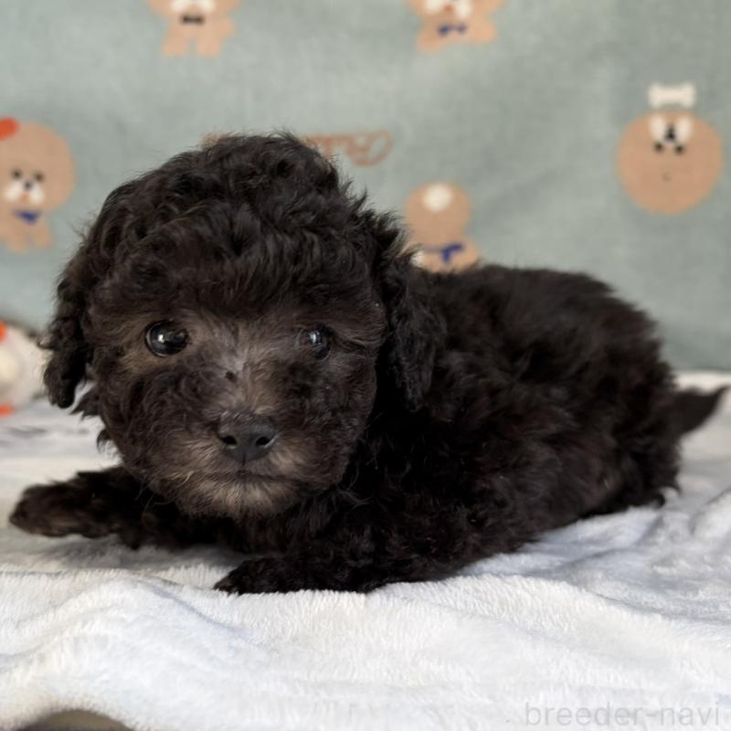 販売中の三重県のタイニープードル-453121の10枚目