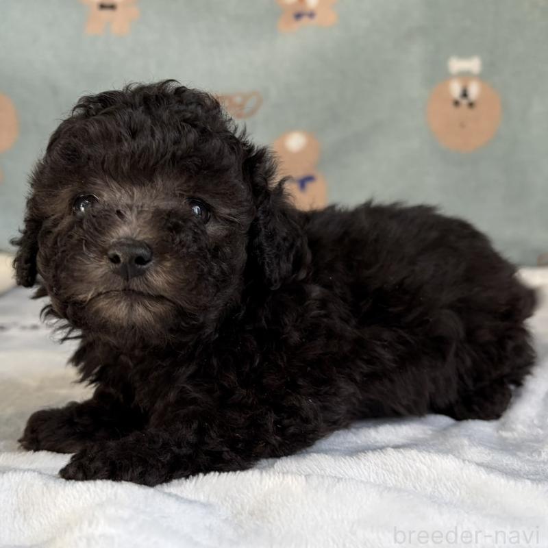 販売中の三重県のタイニープードル-453121の9枚目