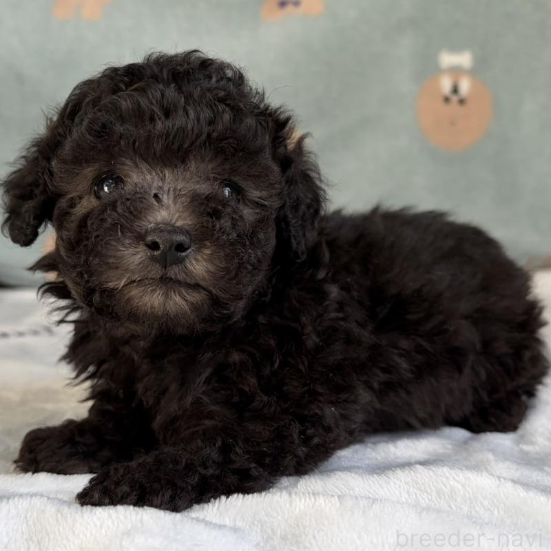 販売中の三重県のタイニープードル-453121の8枚目