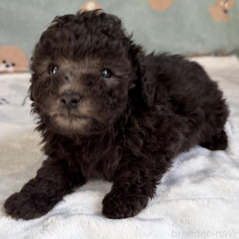 販売中の三重県のタイニープードル-453121の7枚目