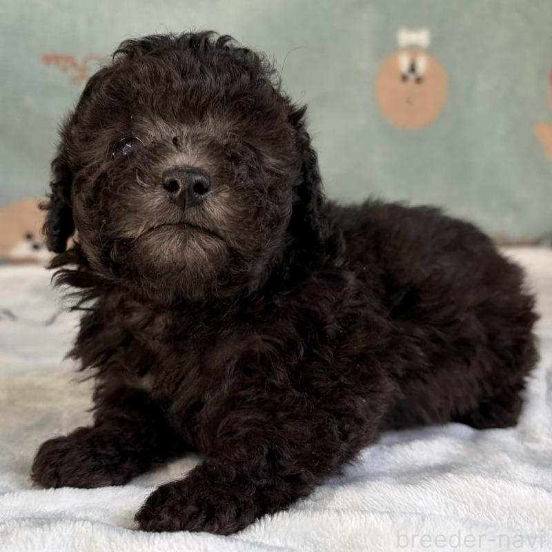 販売中の三重県のタイニープードル-453121の6枚目