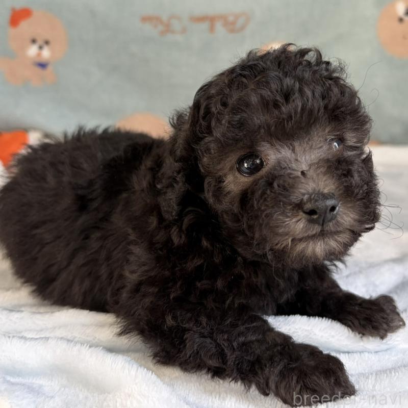 販売中の三重県のタイニープードル-453121の4枚目