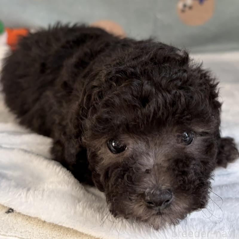 販売中の三重県のタイニープードル-453121の3枚目