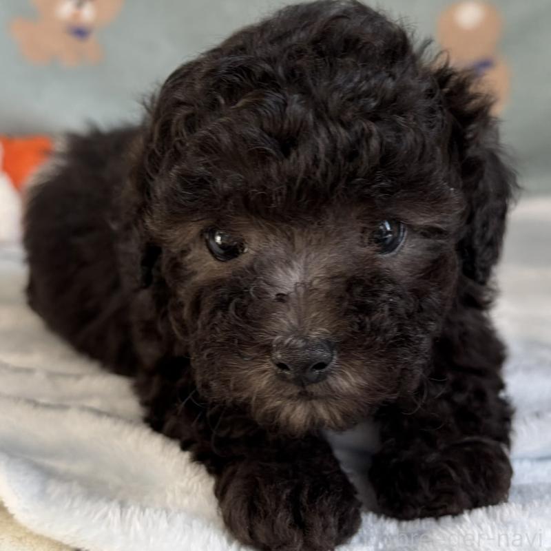 販売中の三重県のタイニープードル-453121の2枚目