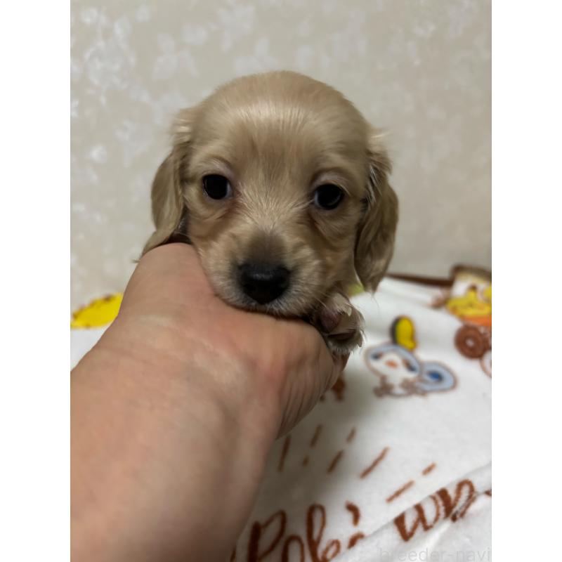 販売中の大分県のカニンヘンダックスフンド(ロングヘアード)-453122の4枚目