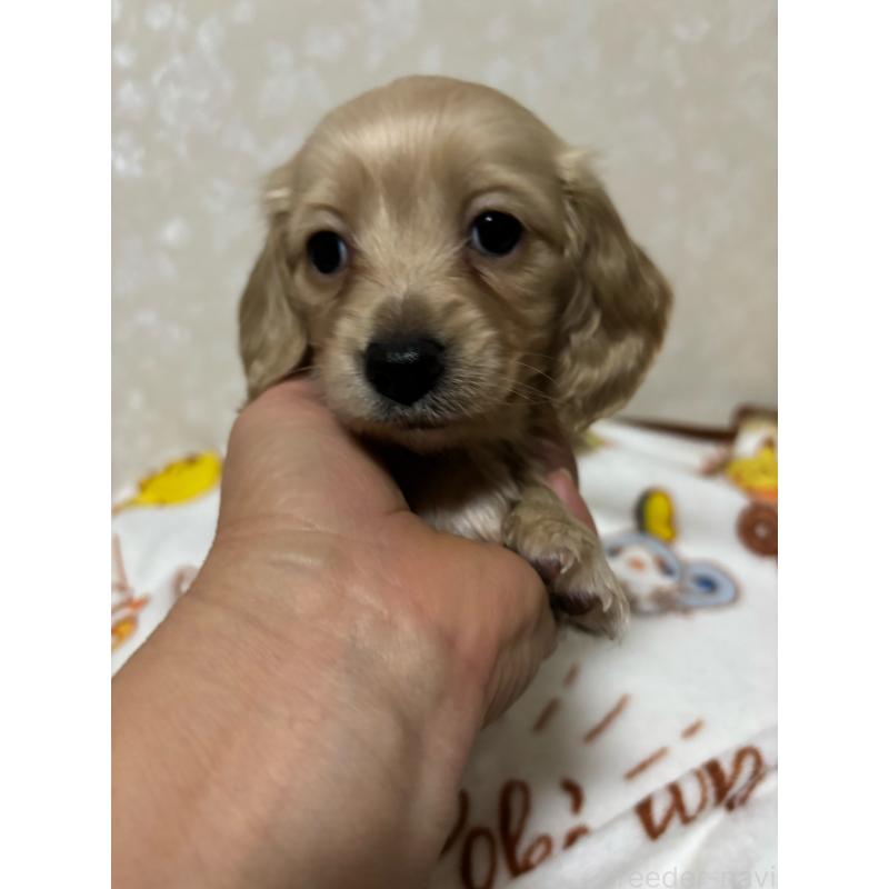 販売中の大分県のカニンヘンダックスフンド(ロングヘアード)-453122の3枚目