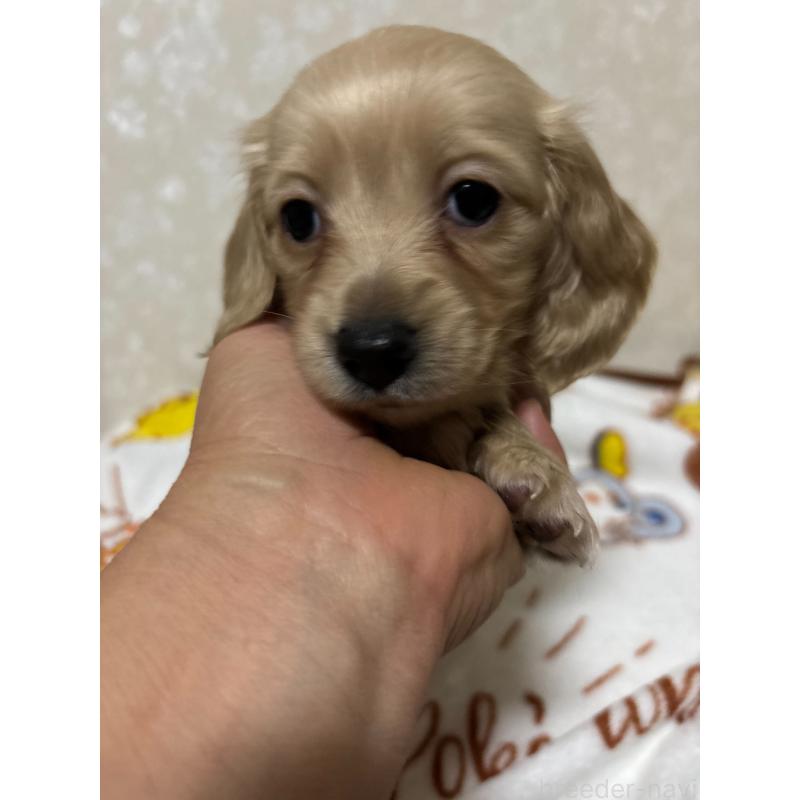 販売中の大分県のカニンヘンダックスフンド(ロングヘアード)-453122の2枚目