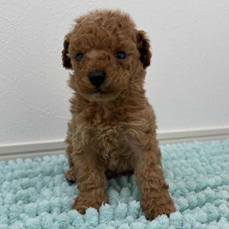 販売中の三重県のタイニープードル-453123の16枚目