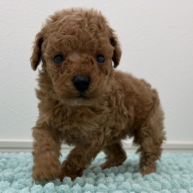 販売中の三重県のタイニープードル-453123の15枚目