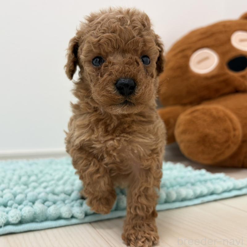 販売中の三重県のタイニープードル-453123の13枚目