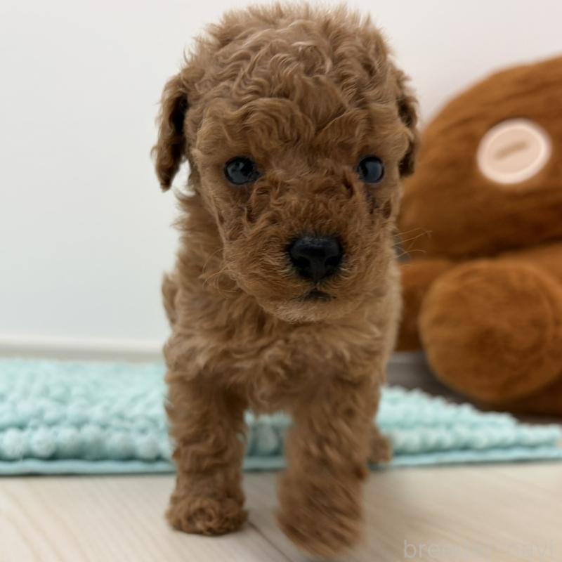 販売中の三重県のタイニープードル-453123の11枚目